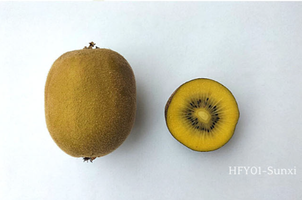 HFY01-Sunxi – frutto