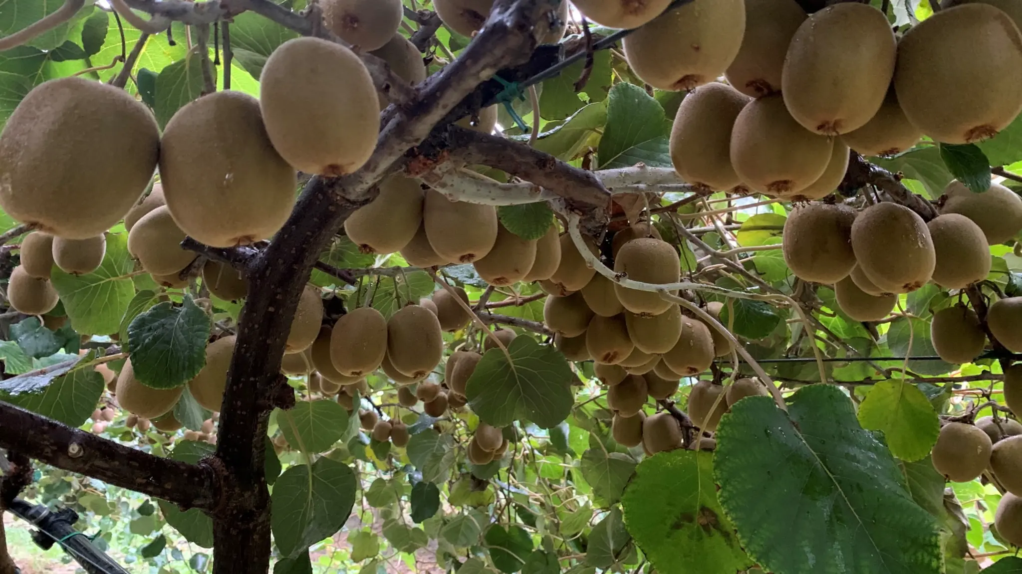 HFY01 – pianta in campo