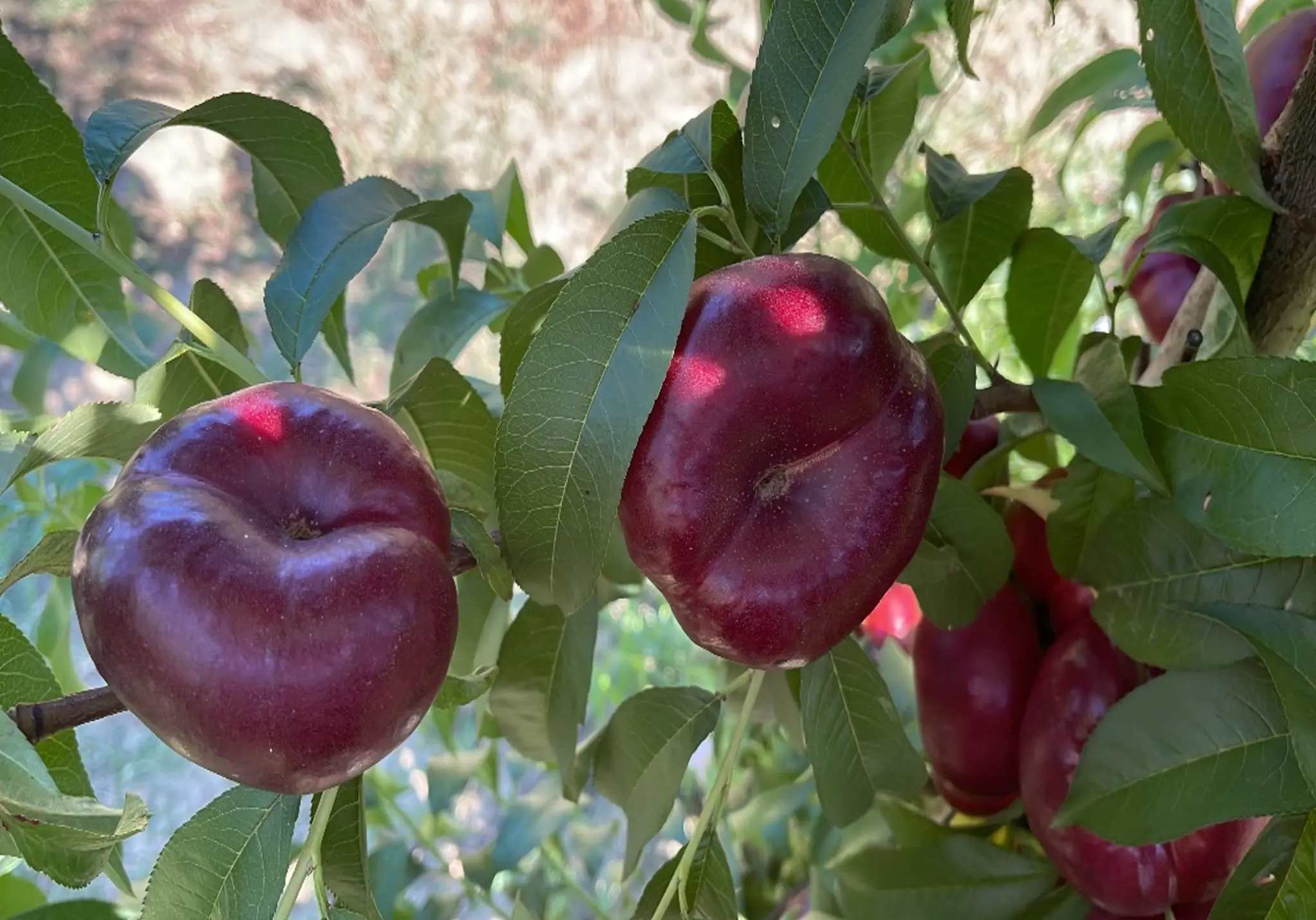 Ondine – frutti sull'albero